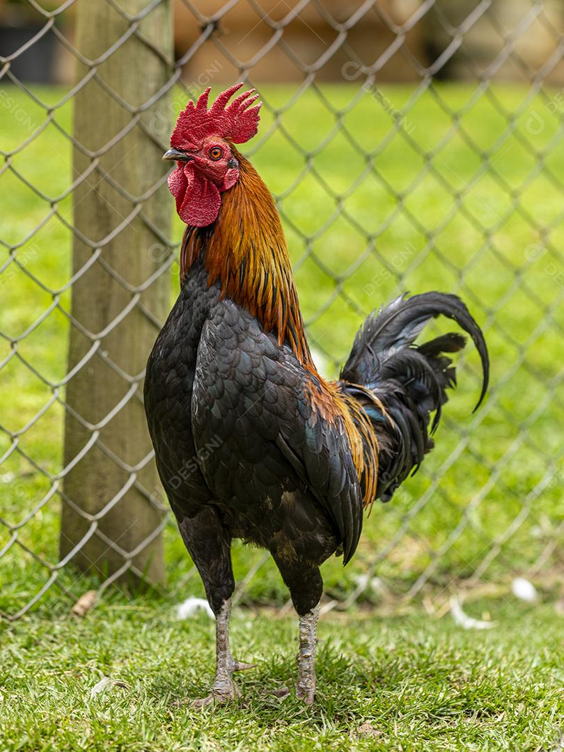 Fotos Frango ao ar livre em uma granja tradicional