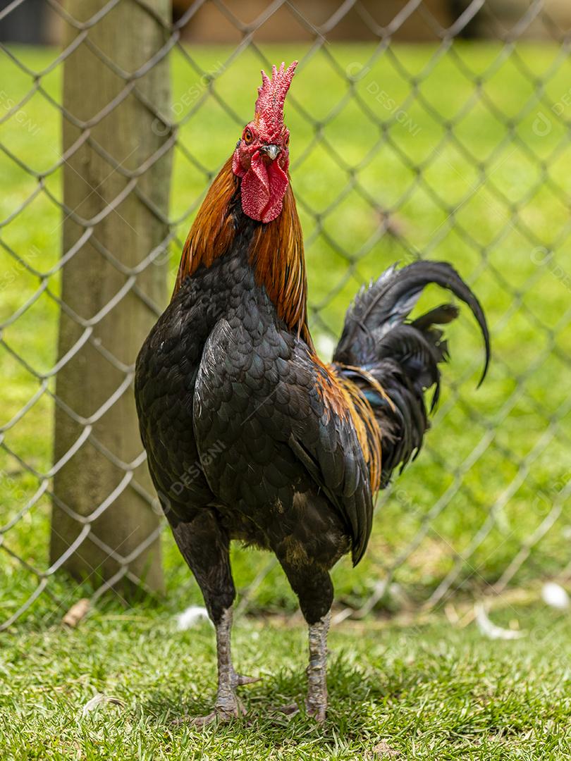 Fotos Frango ao ar livre em uma granja tradicional