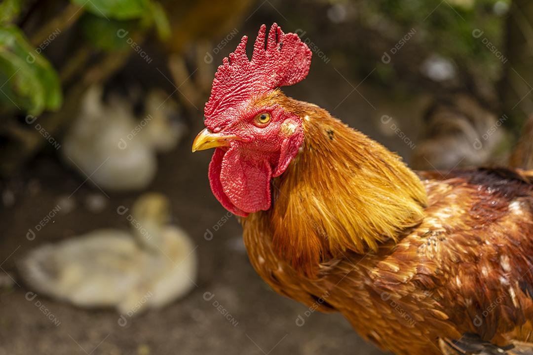 Fotos Frango ao ar livre em uma granja tradicional