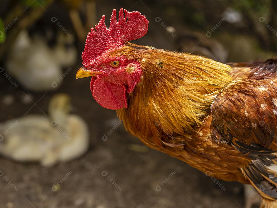 Fotos Frango ao ar livre em uma granja tradicional