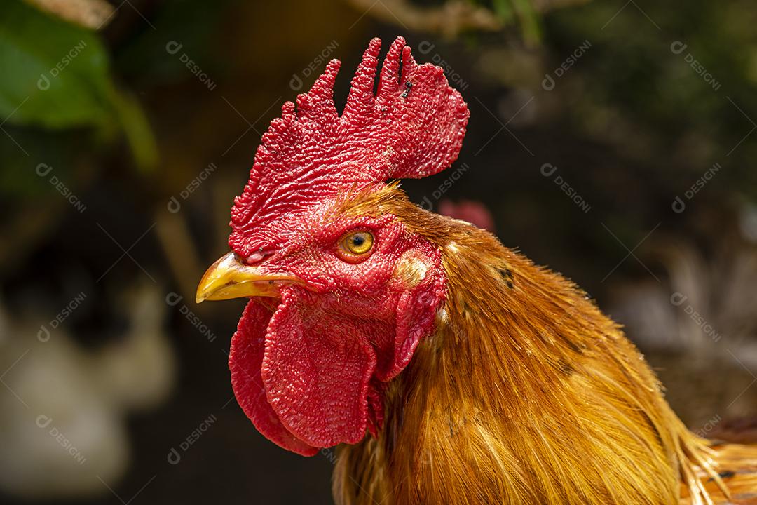 Photos Free range chicken on a traditional chicken farm