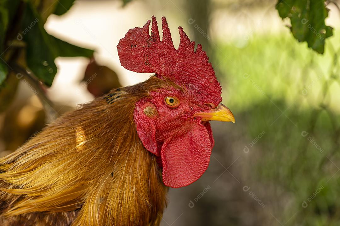 Fotos Frango ao ar livre em uma granja tradicional