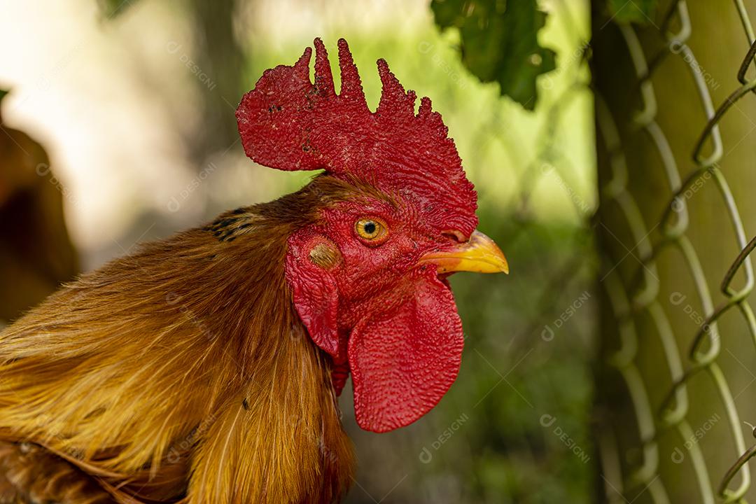 Fotos Frango ao ar livre em uma granja tradicional