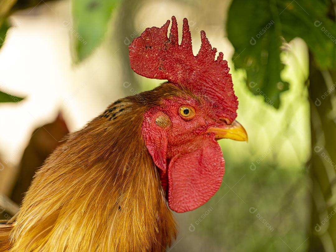 Fotos Frango ao ar livre em uma granja tradicional