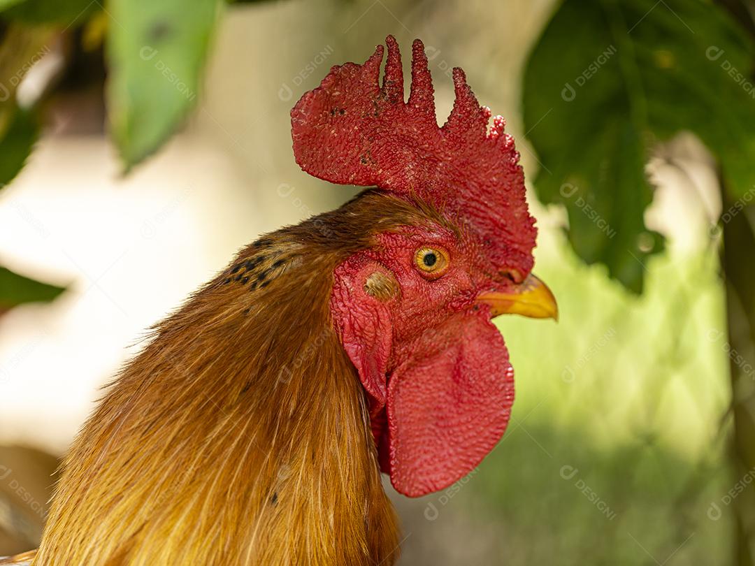 Frango ao ar livre em uma granja tradicional Imagem JPG