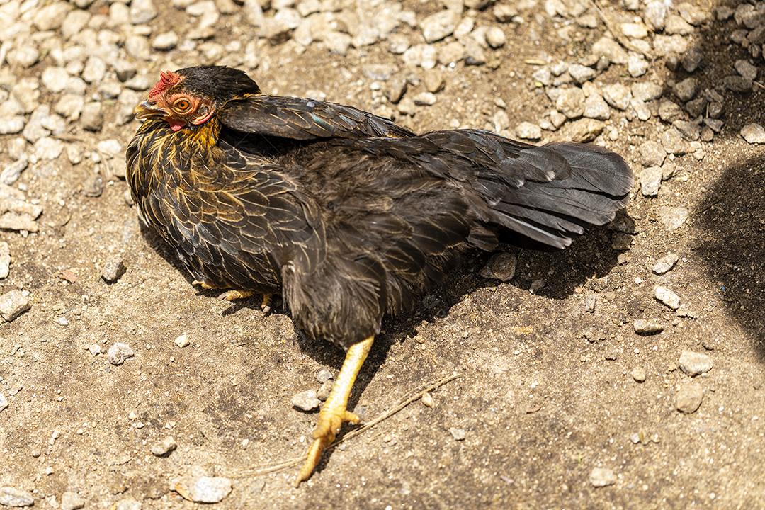 Frango ao ar livre em uma granja tradicional Imagem JPG