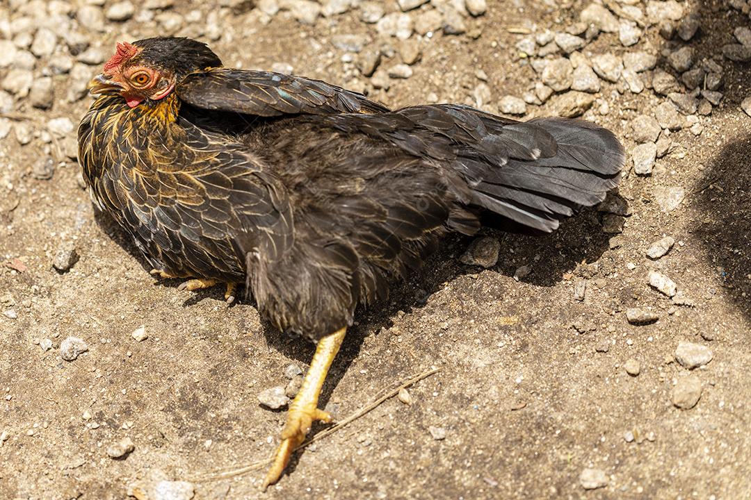 Frango ao ar livre em uma granja tradicional Imagem JPG