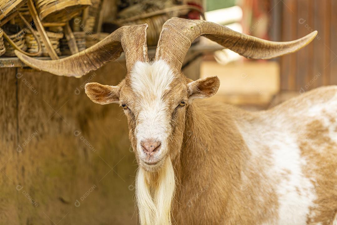 Fotos Cabra solta na fazenda, vagando livremente pela área