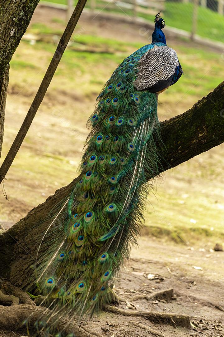 closeup em um pavão na fazenda imagem JPG