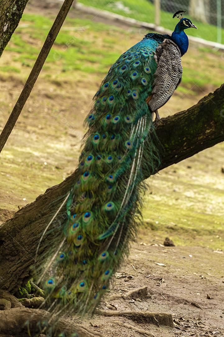 closeup em um pavão na fazenda imagem JPG