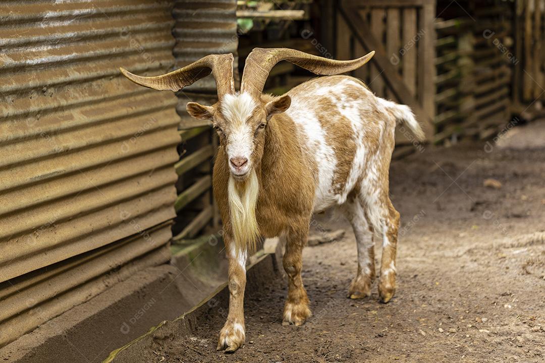 Fotos Cabra solta na fazenda, vagando livremente pela área