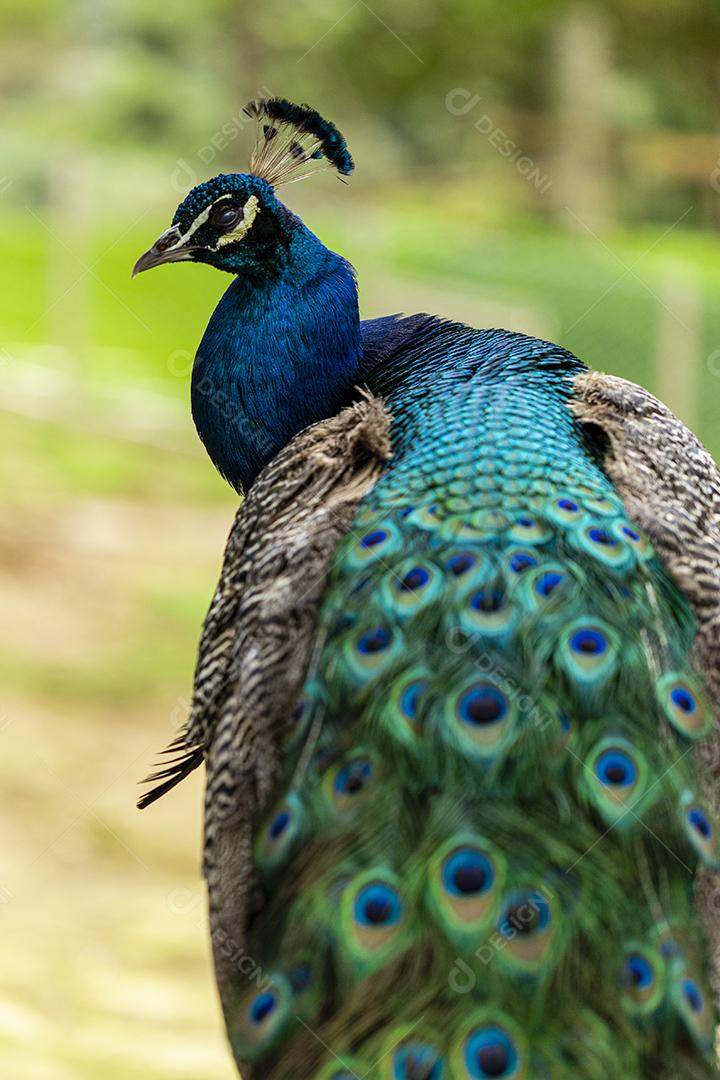 closeup em um pavão na fazenda imagem JPG