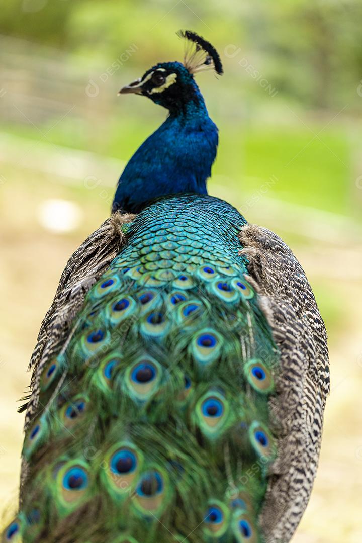 closeup em um pavão na fazenda imagem JPG