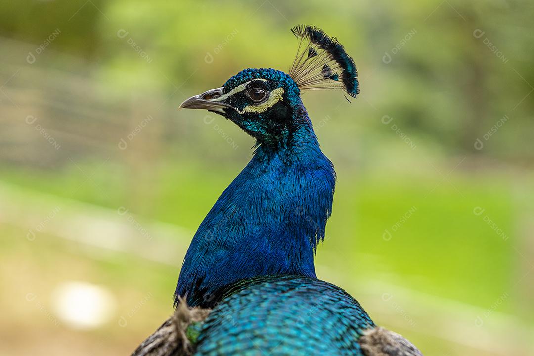 Close de um pavão na fazenda vagando no campo Imagem JPG