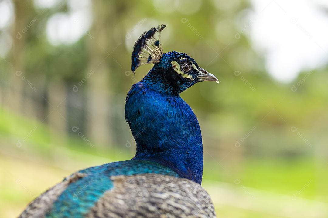 Close de um pavão na fazenda vagando no campo Imagem JPG