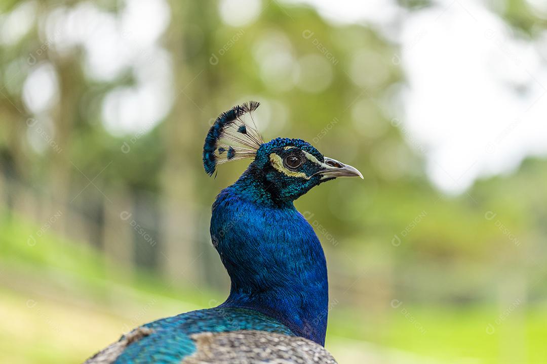 Close de um pavão na fazenda vagando no campo Imagem JPG