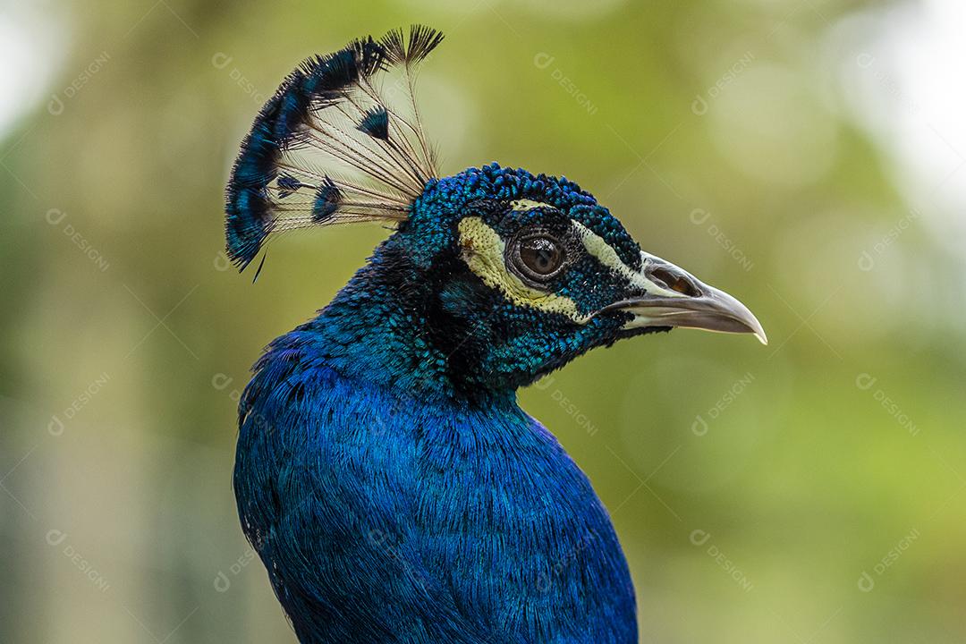 Close de um pavão na fazenda vagando no campo Imagem JPG