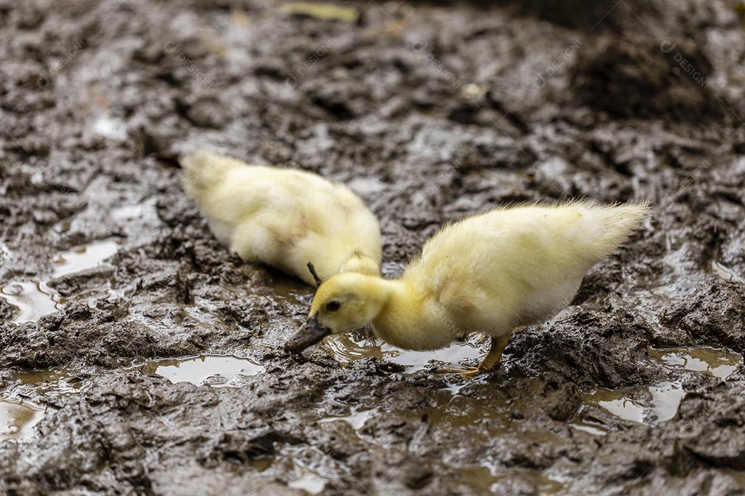 Filhotes de patos brincando na lama Imagem JPG
