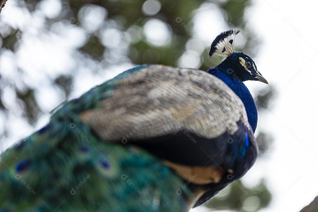 Close de um pavão na fazenda vagando no campo Imagem JPG