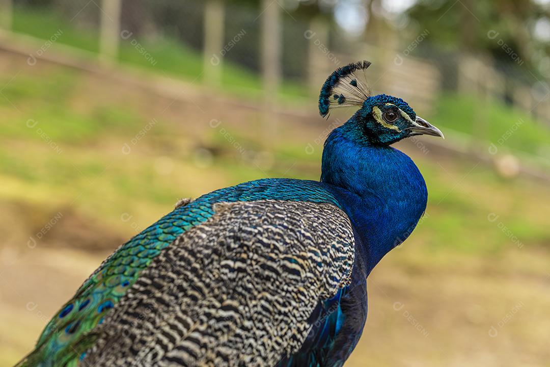 Close de um pavão na fazenda vagando no campo Imagem JPG