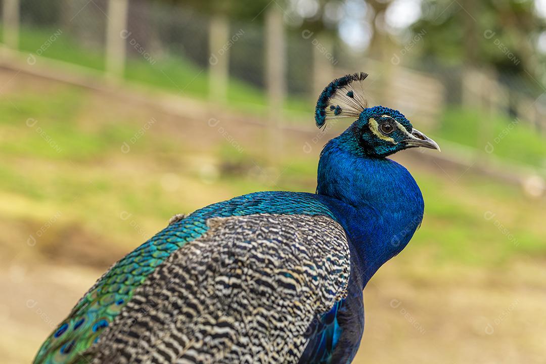 Close de um pavão na fazenda vagando no campo Imagem JPG