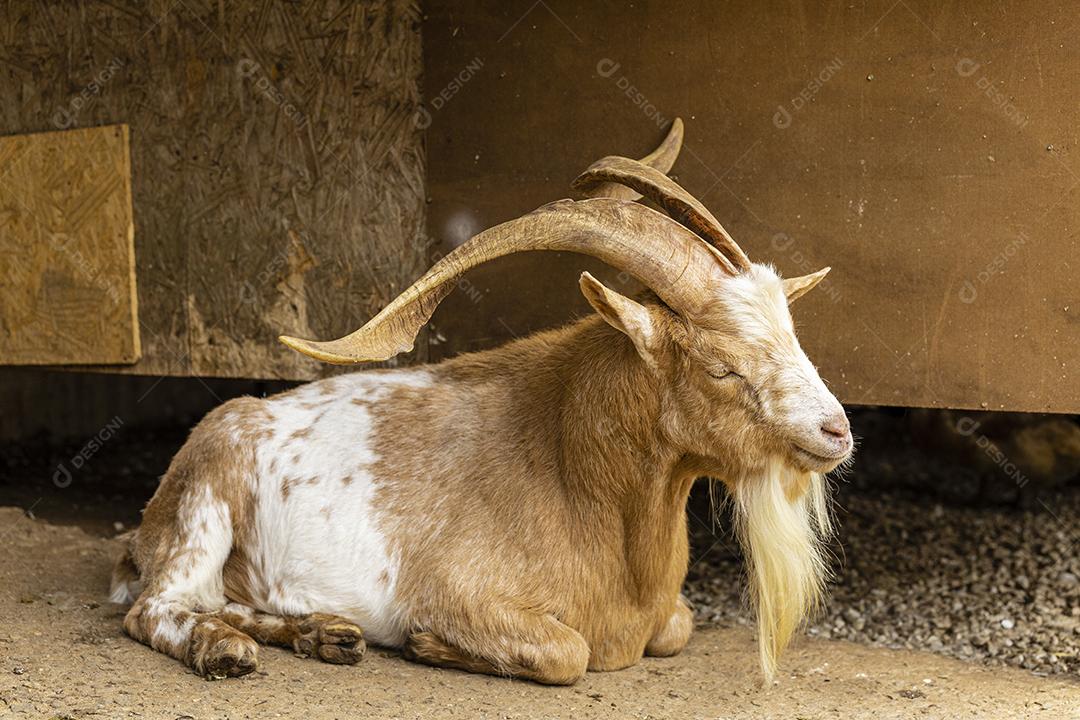 Cabra solta na fazenda, vagando livremente pela área Imagem JPG