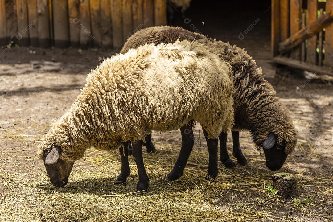 Ovelhas pastando na cerca na fazenda Imagem JPG