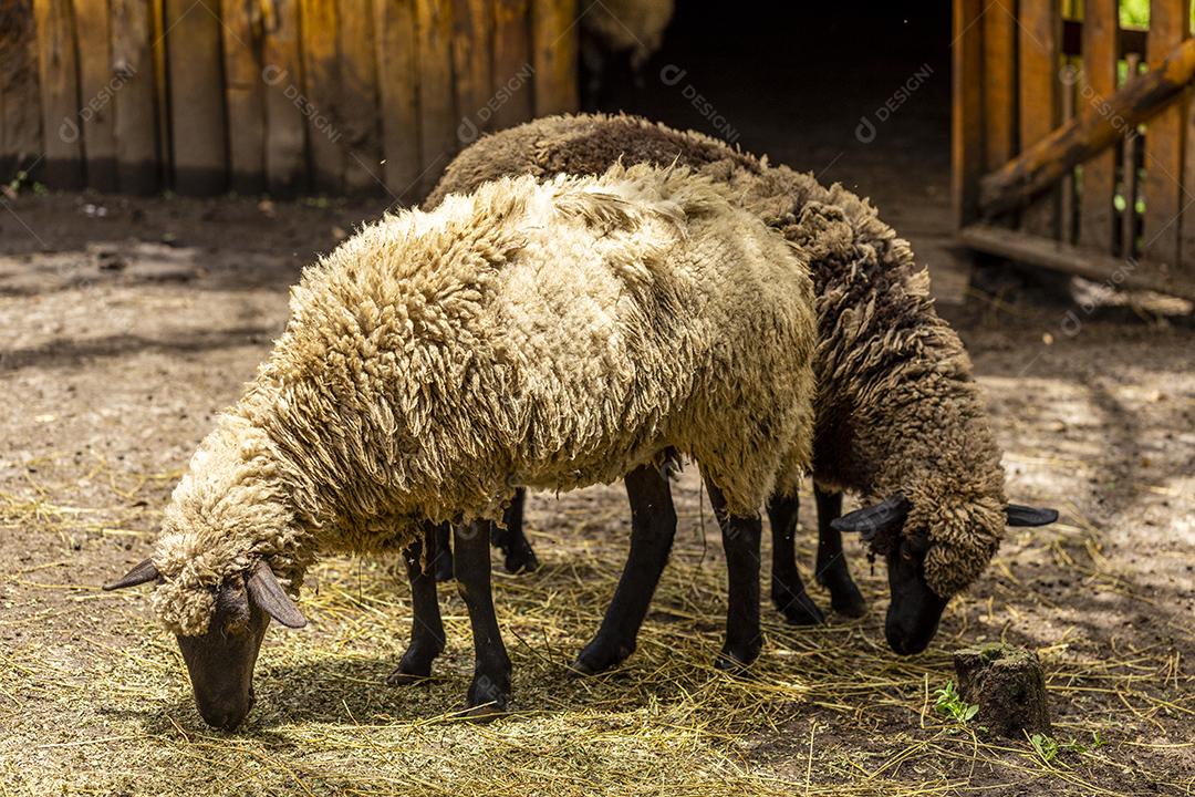 Ovelhas pastando na cerca na fazenda Imagem JPG