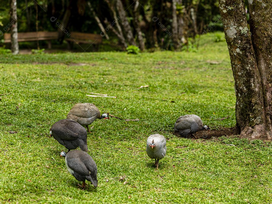 Galinha Angola andando no gramado da fazenda Imagem JPG