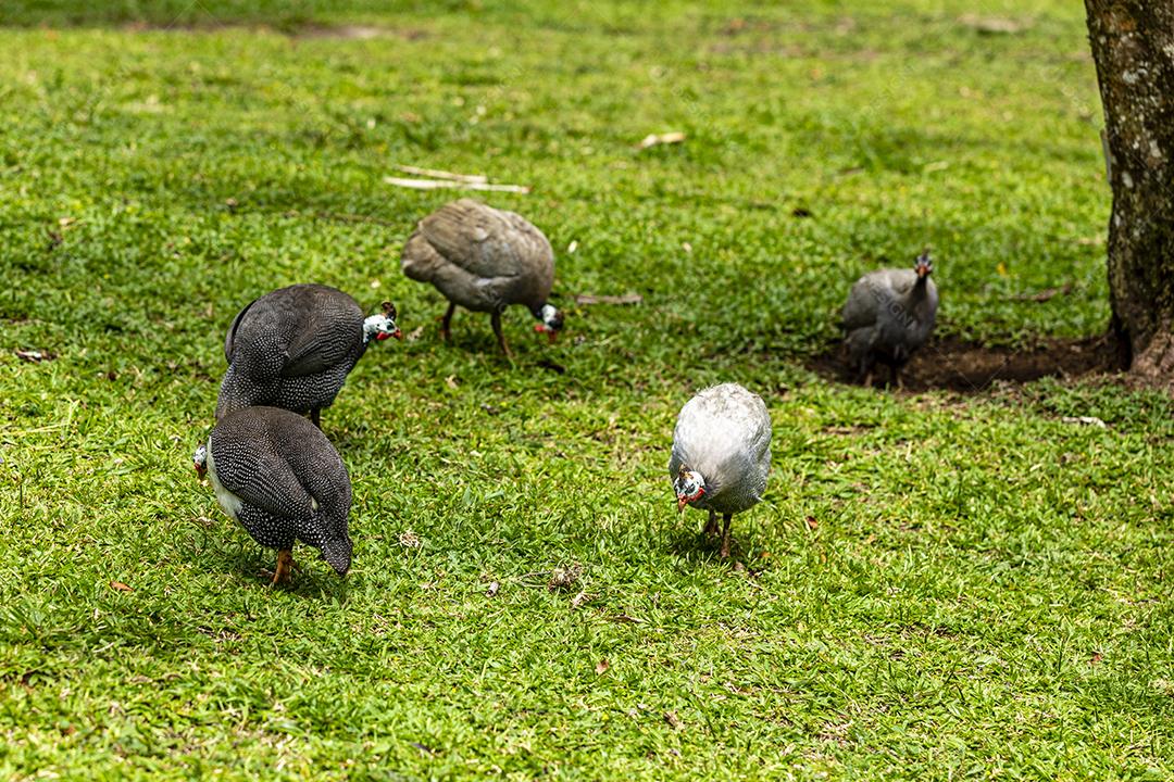 Angola chicken walking on the farm's lawn Image JPG