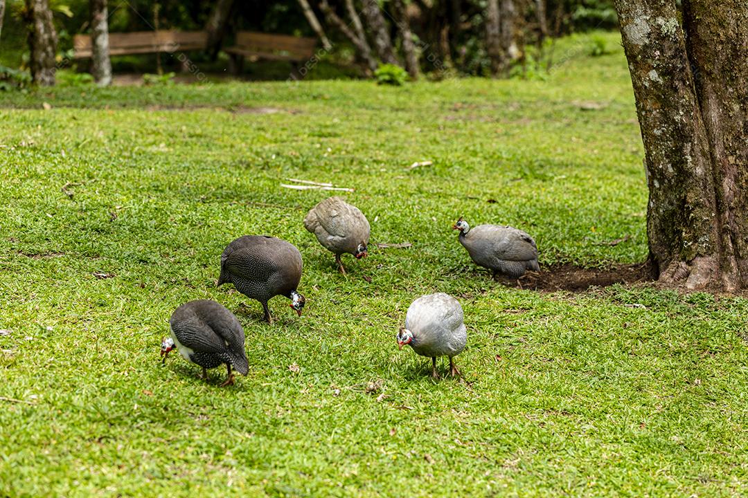 Galinha Angola andando no gramado da fazenda Imagem JPG