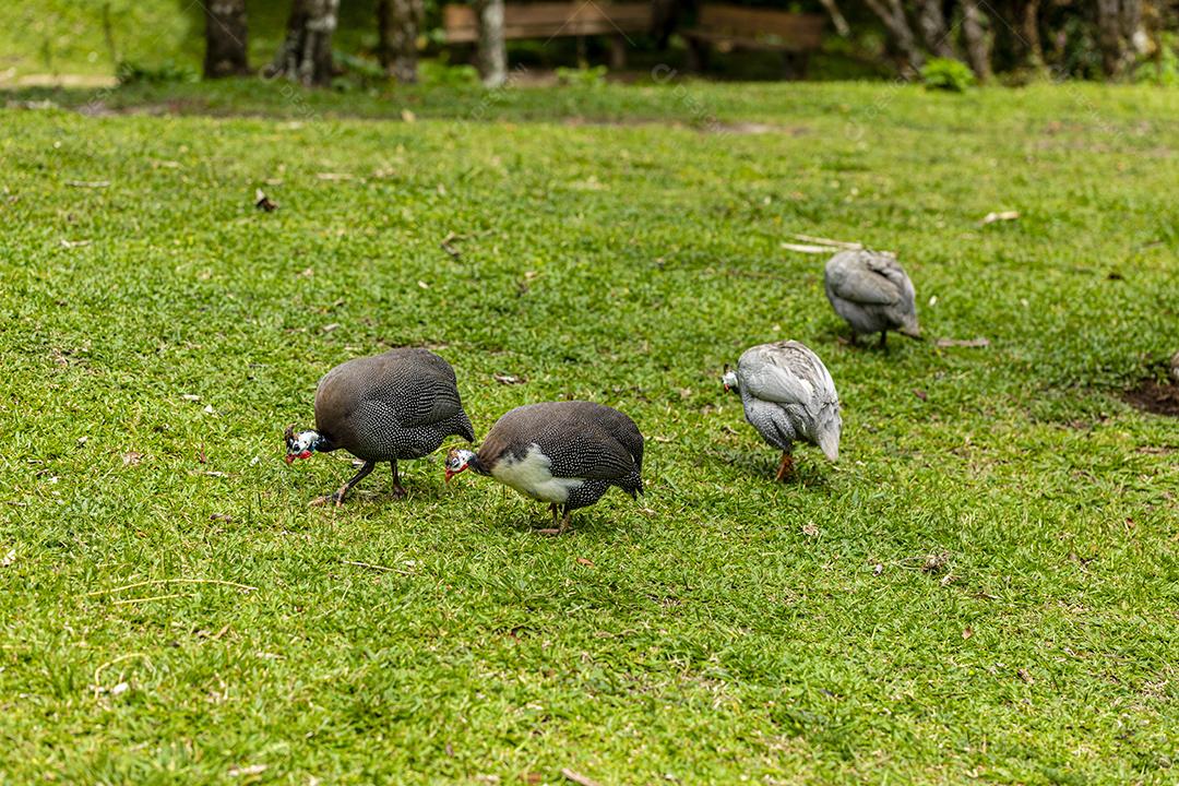 Galinha Angola andando no gramado da fazenda Imagem JPG
