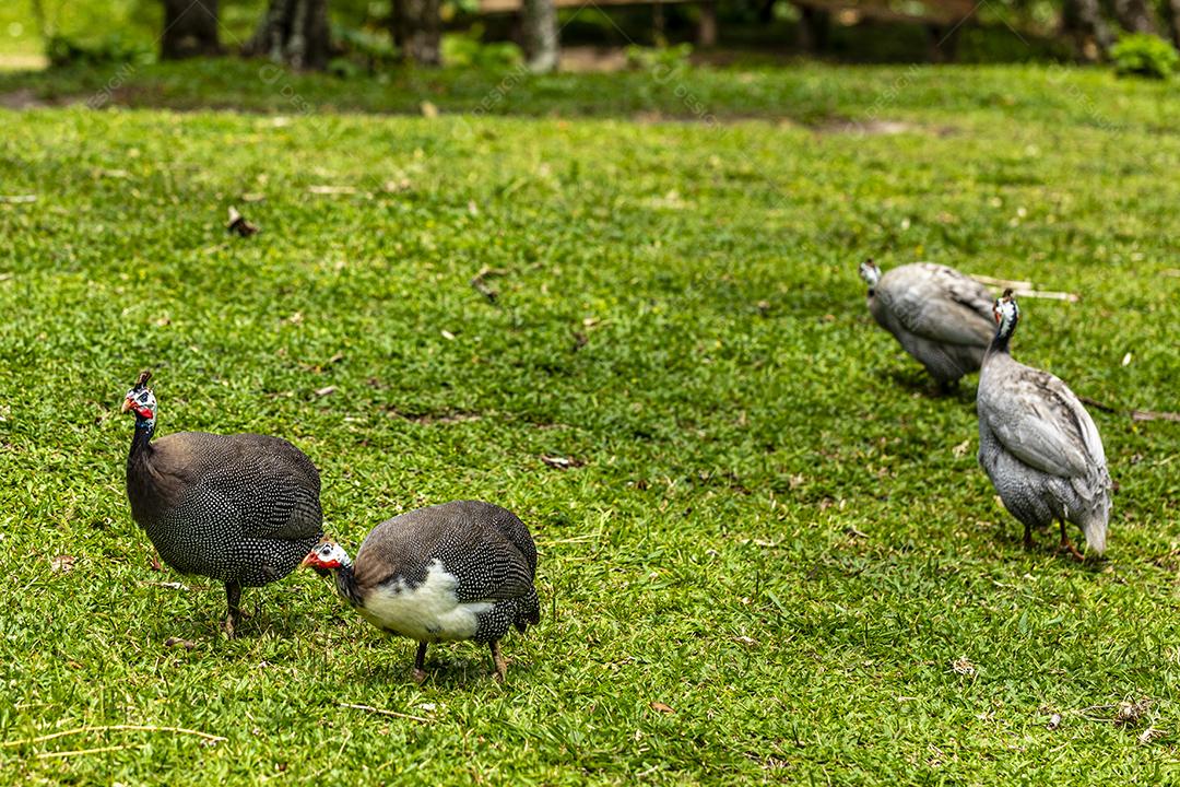 Galinha Angola andando no gramado da fazenda Imagem JPG