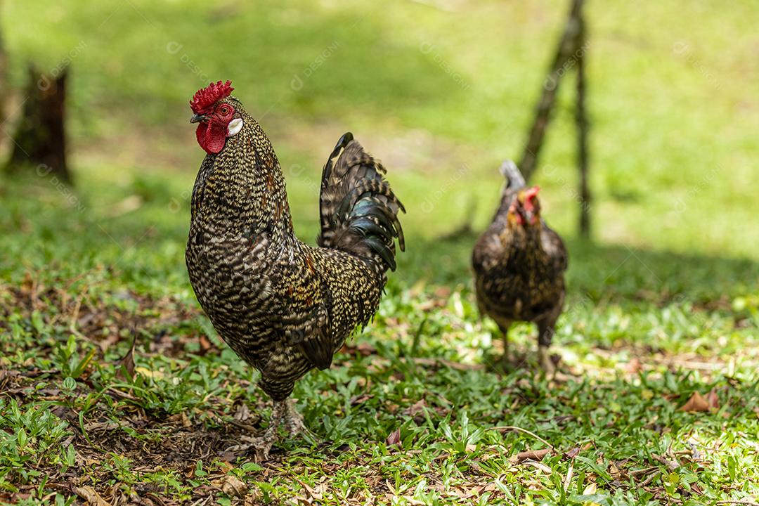 Frango ao ar livre em uma granja tradicional Imagem JPG
