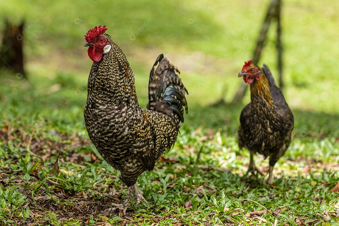 Frango ao ar livre em uma granja tradicional Imagem JPG