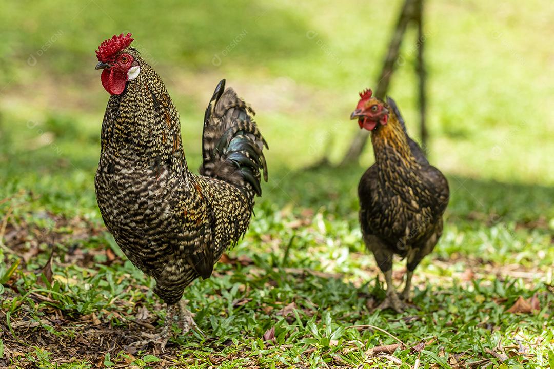 Frango ao ar livre em uma granja tradicional Imagem JPG