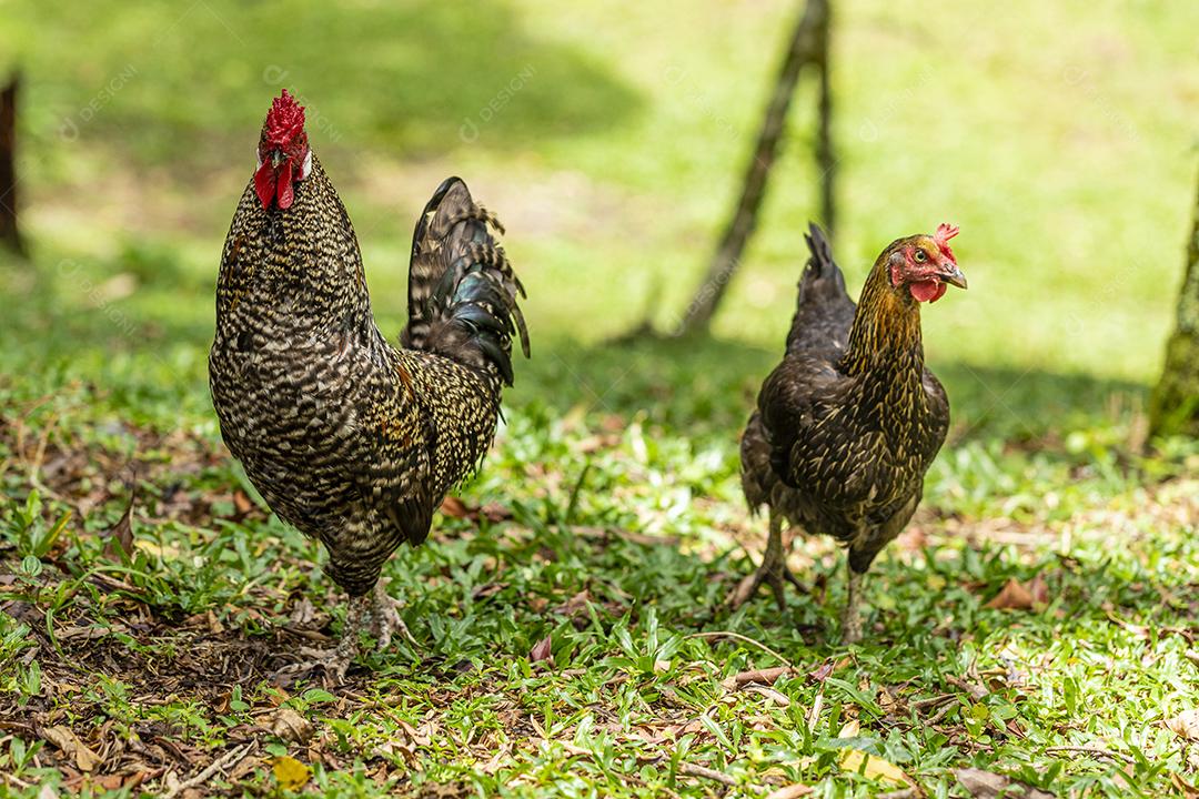 Frango ao ar livre em uma granja tradicional Imagem JPG