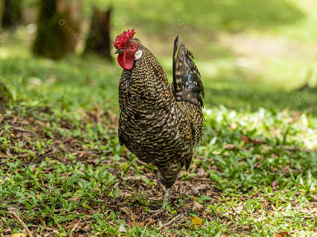 Frango ao ar livre em uma granja tradicional Imagem JPG
