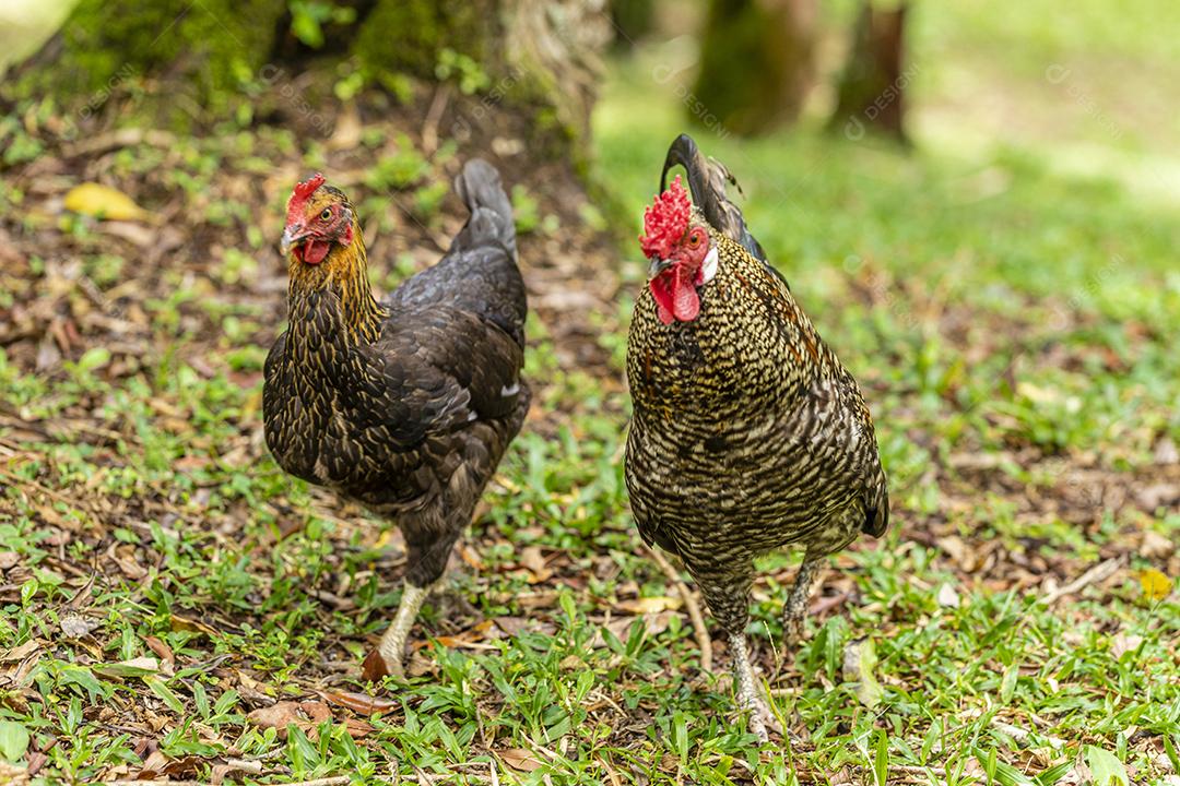 Frango ao ar livre em uma granja tradicional Imagem JPG