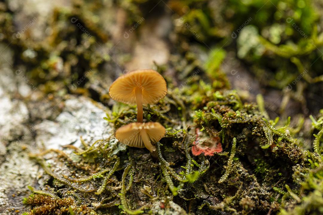 Enokitake floresta matos Imagem JPG