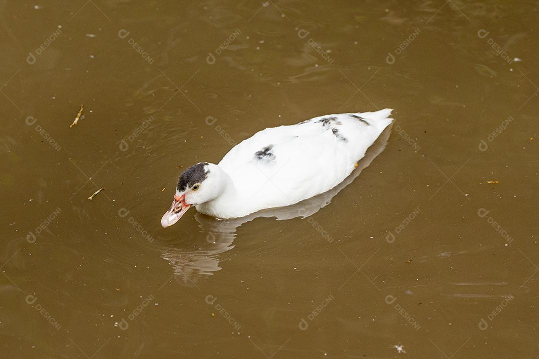 Patos nadando na lagoa na fazenda Imagem JPG