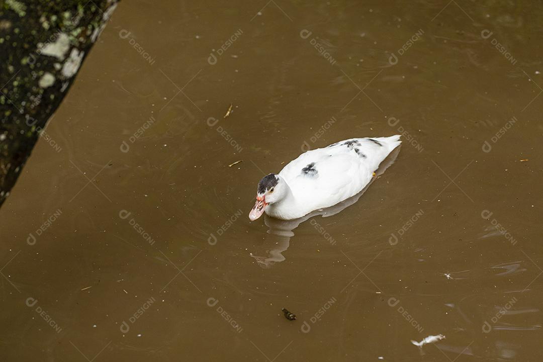 Patos nadando na lagoa na fazenda Imagem JPG