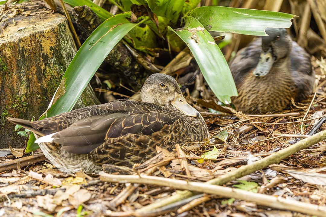 Closeup em um pato na fazenda floresta Imagem JPG