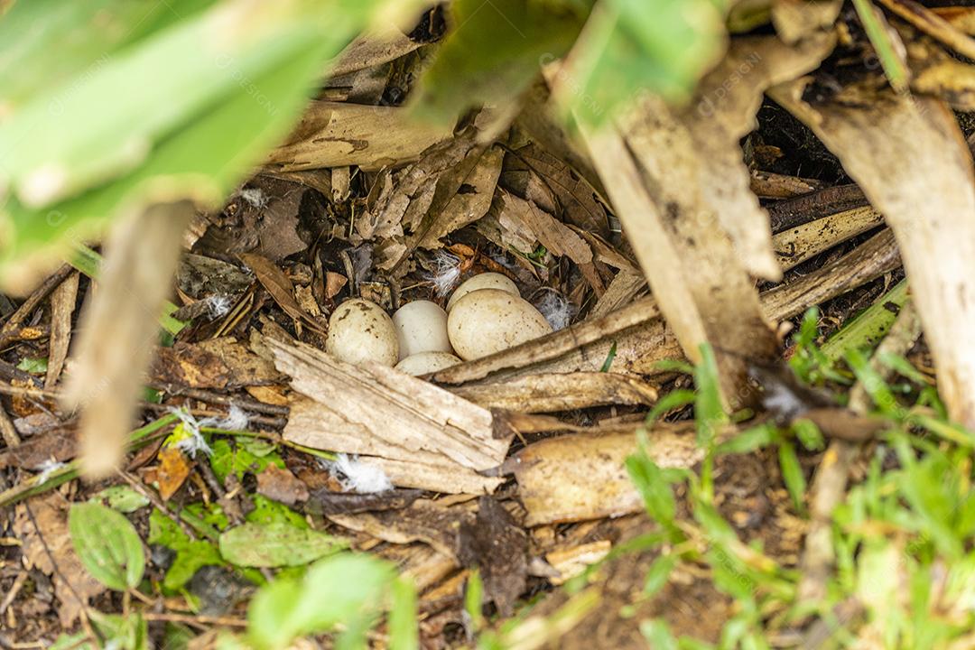 Casal de patos cuidando do ninho cheio de ovos imagem JPG