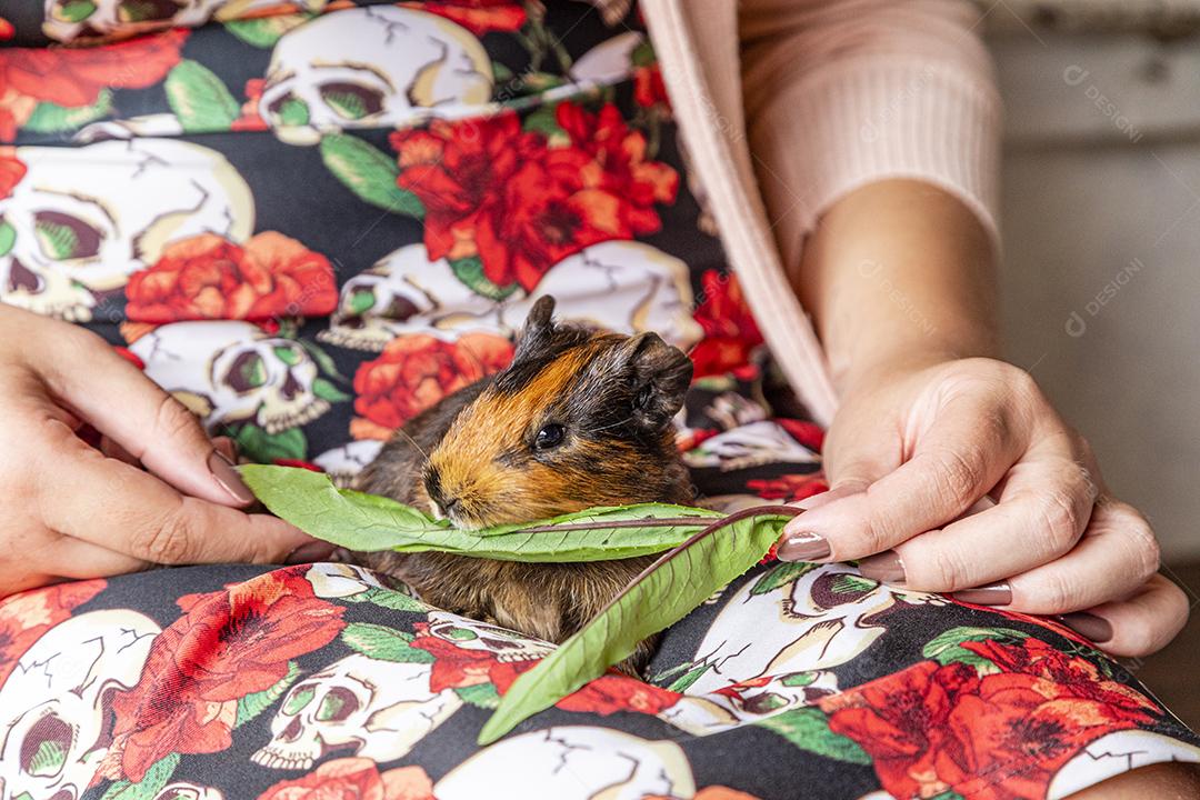 Cobaia no colo de uma pessoa comendo folha verde Imagem JPG