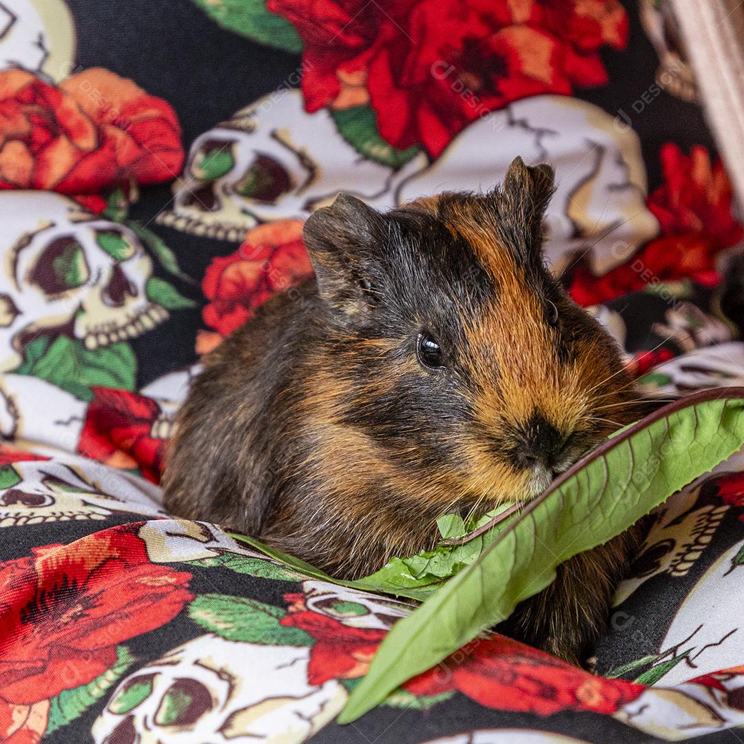 Cobaia no colo de uma pessoa comendo folha verde Imagem JPG