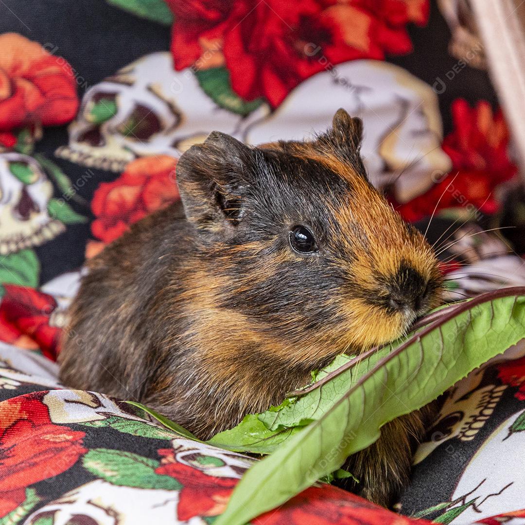 Cobaia no colo de uma pessoa comendo folha verde Imagem JPG