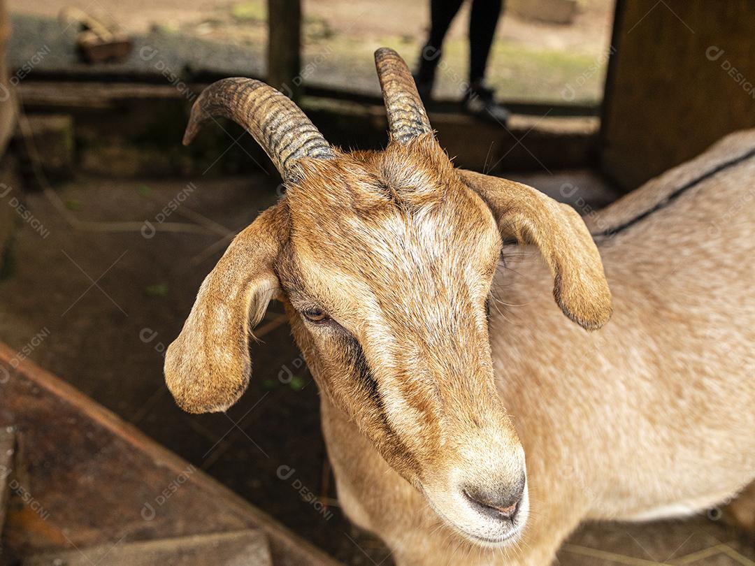 Cabra solta na fazenda, vagando livremente pela área Imagem JPG