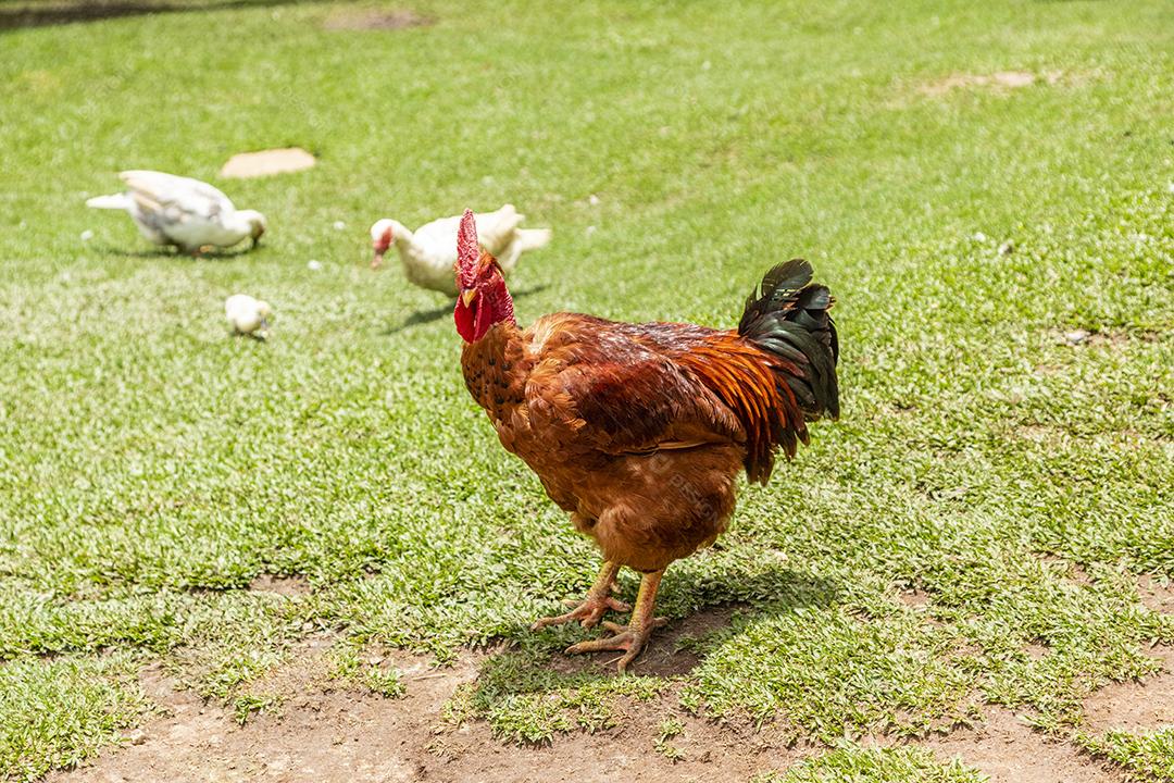 Frango ao ar livre em uma granja tradicional Imagem JPG