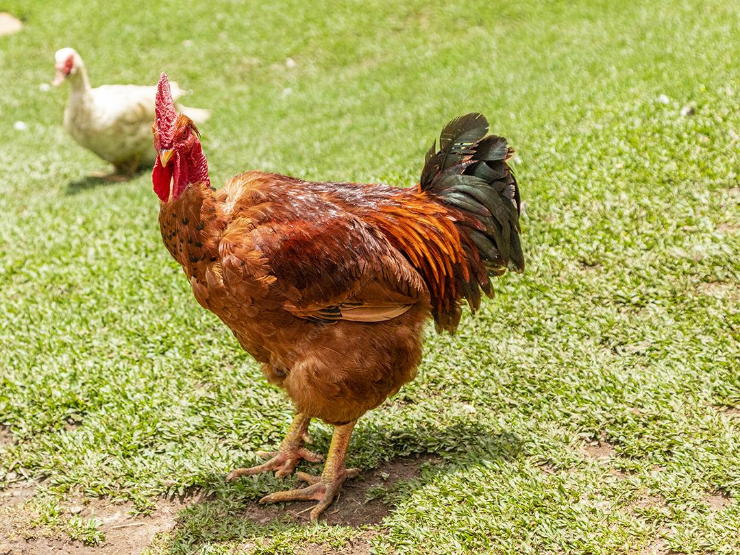 Frango ao ar livre em uma granja tradicional Imagem JPG